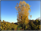 foto Paesaggi Autunnali tra le colline Fontesi